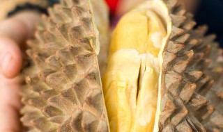 狗狗吃多了榴莲会怎样 狗狗吃多了榴莲该怎么办