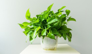 室内摆件放什么植物招财 招财卧室放哪些绿植