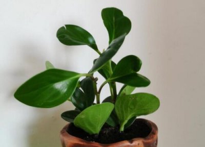 豆瓣绿能多浇水吗 豆瓣绿多长时间浇一次水