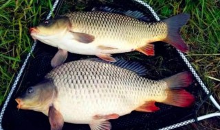 怎样判断钓鱼口味比较好 钓鱼口味选择技巧