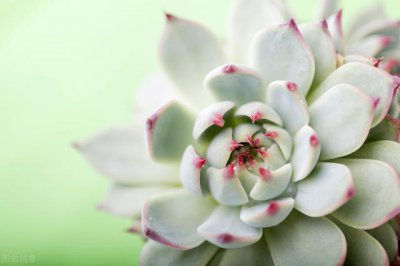 多肉不小心水浇多了怎么办 多肉植物浇多水了没事吧