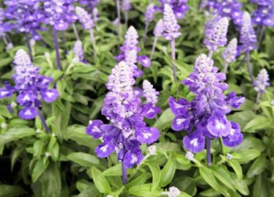 天蓝鼠尾草花期时间 天蓝鼠尾草花期是什么时候