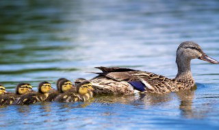 板鸭怎么做 板鸭的做法