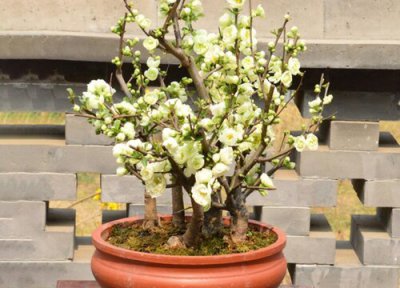 四季海棠品种 四季海棠多少钱一盆