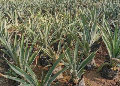 菠萝树植物属性 菠萝树长什么样子