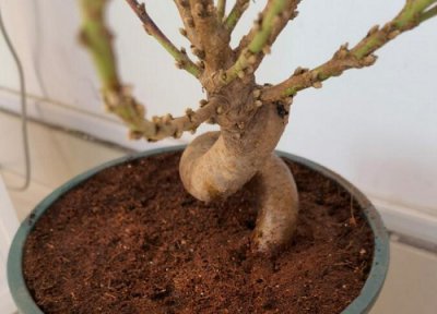 杏嫁接桃树上 结什么 杏树嫁接垂枝碧桃的方法