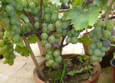 适合北方室内养的盆栽果树 东北家里适合养什么果树