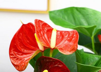 红掌修剪方法 红掌怎样修剪