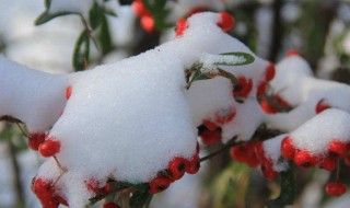 火棘冬天怎么种植 火棘冬天的种植方法