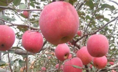 苹果树冬天不落叶好不好 苹果树不落叶是什么原因