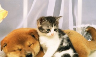 猫毛过敏怎么办 猫毛过敏的方法