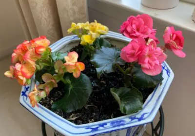 快速生根粉怎么用效果好 5个生根粉正确使用方法图解