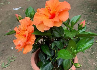 扶桑花一年开花次数 扶桑花一年开几次花