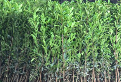 冬青扦插时间 冬青扦插生根最快方法