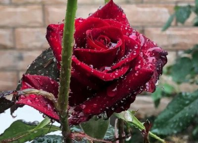 玫瑰花有几种颜色 分别有哪些颜色