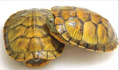 什么乌龟最好养活 家里养什么乌龟便宜又漂亮且互动认主人