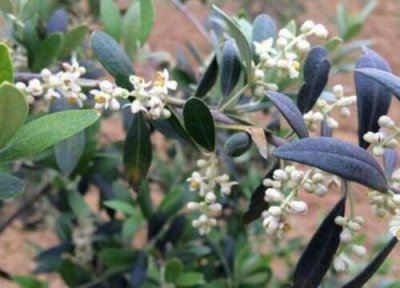 杜英花期时间 杜英花期是什么时候