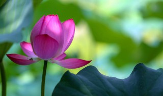 家里摆什么装饰花好运气好 家里适合养殖的花介绍