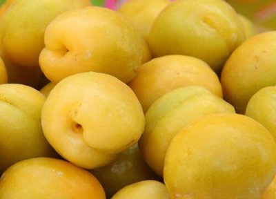 杏子属于热性还是凉性 杏子是热性还是凉性的