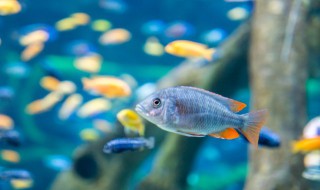 冬天室内养什么动物好养 什么动物冬天室内好养