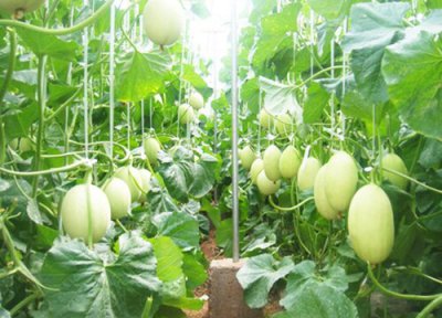 大棚甜瓜水肥管理技术 夏季甜瓜高产栽培与施肥方法