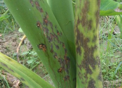 槟榔芋种植中常见病害 槟榔芋病虫害防治技术与方法措施