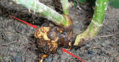 月季花根部长了根瘤该怎么办 根部长瘤需要把它剪掉吗