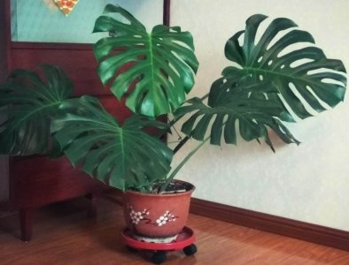 氮磷钾对植物的作用分别是什么 养花的氮肥和磷钾肥效果