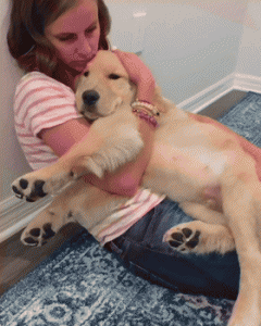 世界最聪明的狗排名 公认高智商的7种宠物狗狗