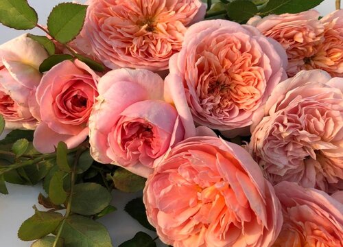 伦敦眼月季的优缺点