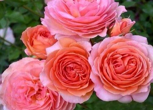 伦敦眼月季的优缺点