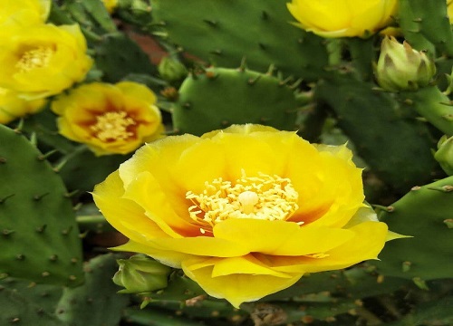 仙人掌开花有什么寓意