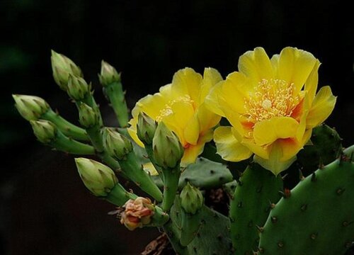 仙人掌开花有什么寓意