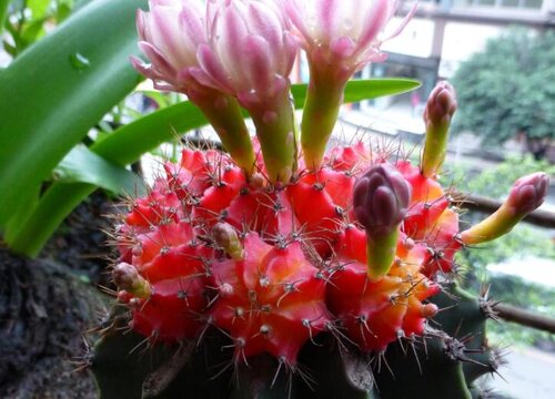 仙人掌开花有什么寓意