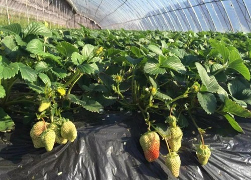 玻璃大棚适合种植什么样的蔬菜