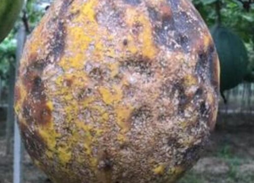 瓜蒌炭疽病的发病原因与治疗方法