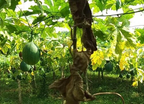 瓜蒌炭疽病的发病原因与治疗方法