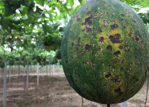 瓜蒌炭疽病的发病原因与治疗方法