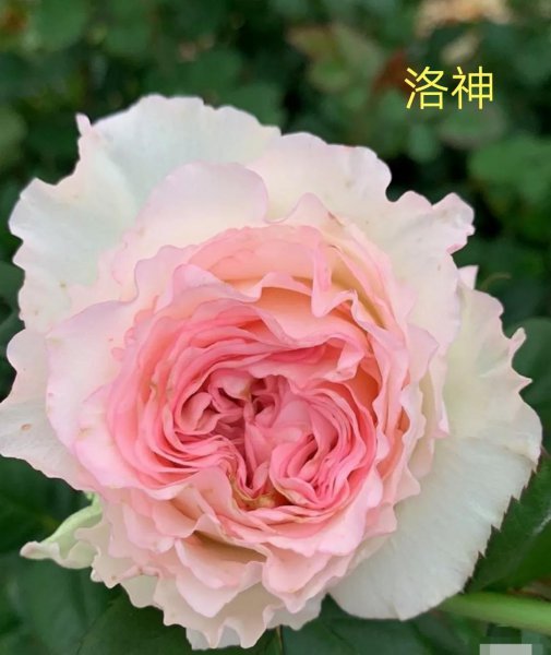 洛神月季花优缺点