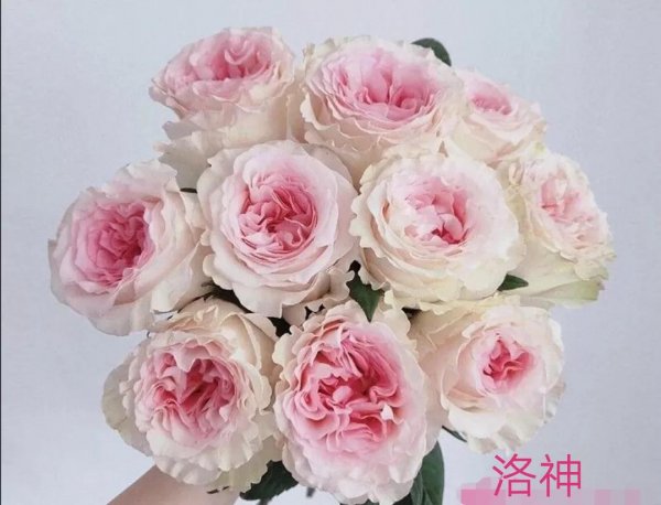 洛神月季花优缺点