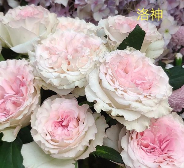 洛神月季花优缺点