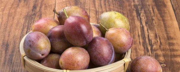 梅子什么地方适合种植