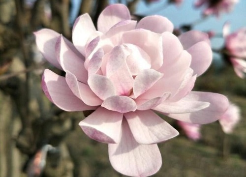 家里种的玉兰花为什么不开花