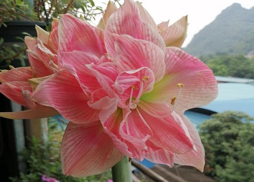 白肋朱顶红的养殖方法和注意事项