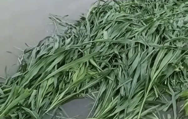 草鱼吃什么草最好养