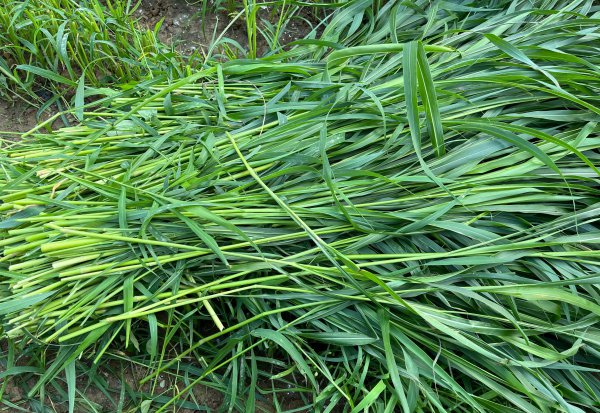 草鱼吃什么草最好养