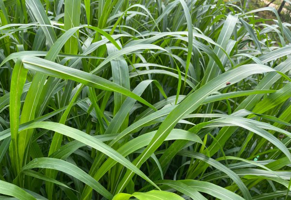 草鱼吃什么草最好养