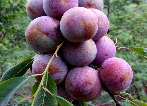 李子保花保果用什么药效果好