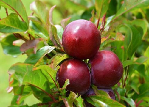 李子保花保果用什么药效果好