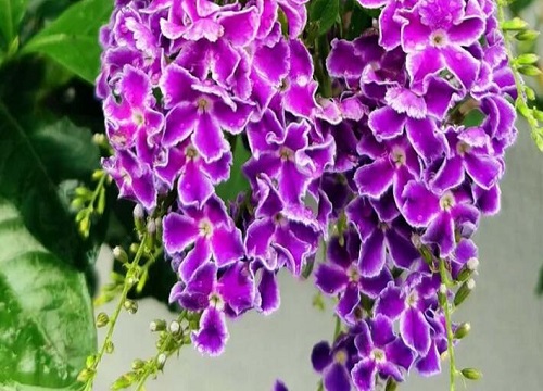 金露花耐寒多少度